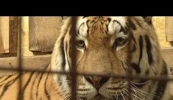 Tigre mata a su cuidador en zoológico de Alemania