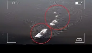 Extraño monstruo filmado en Alaska revoluciona las redes (VIDEO)