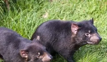 Descubren un nuevo tipo de cáncer amenaza a los diablos de Tasmania 