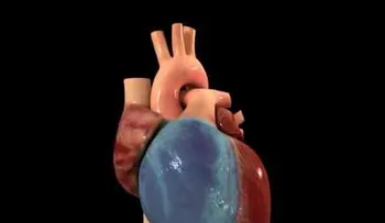 Los primeros 6 meses claves para regeneración corazón en niños