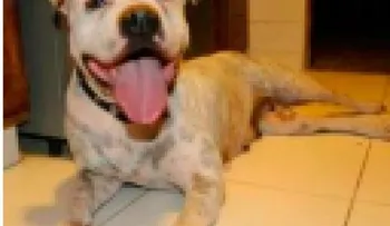 Denuncian envenenamiento masivo de perros en residencial de Punta Cana