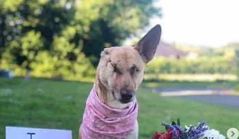 La perrita embarazada que recibió 17 tiros y quedó ciega se dedica ahora a la canoterapia