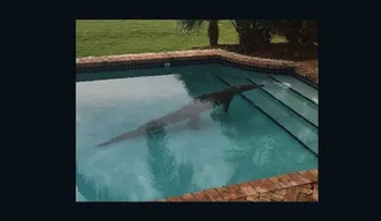 Hombre en Florida encuentra un cocodrilo de 2,5 metros en su piscina