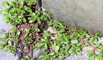 El tesoro para su salud de la verdolaga que seguramente no conocías