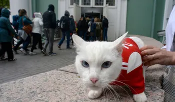 El gato Aquiles tuvo su primer error en Rusia 2018 (y Argentina se lo agradece)
