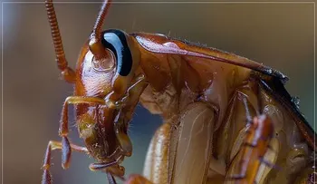Los riesgos de comer una cucaracha