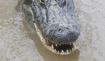 Padres del niño arrastrado por un caimán a un lago de Disney rompen su silencio