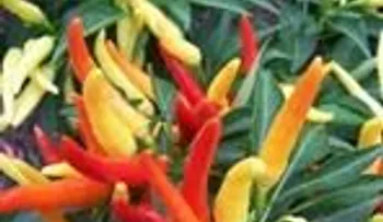 Cayena o pimentón picante: Ideal para activar la circulación, mejorar las arterias, capilares y el corazón