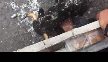 FUERTE VIDEO (18+): Un toro embiste a un joven en Huamantla, México