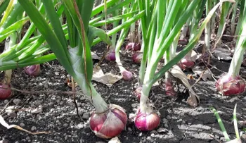 Guía para cultivar la cebolla morada en una maceta de tu casa