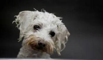 Un italiano le deja un millón de euros a su perro, porque lo salvó de un paro cardíaco