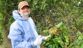 ¿Cómo luchar contra la hiedra venenosa, la planta que puede arruinar tu verano?