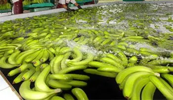 Ventarrón daña plantaciones en Mao