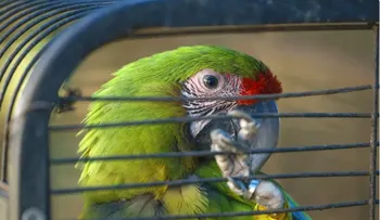 Clínica en Panamá rehabilita animales salvajes rescatados del tráfico ilegal
