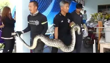 Obligan culebra a escupir gato en Tailandia 