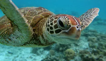 Indignación en Australia por hombres que intentaron surfear sobre una tortuga