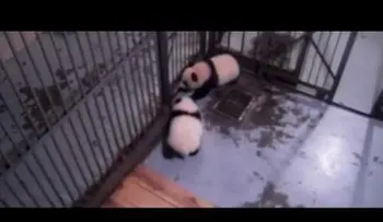 La fuga del año: un cachorro de panda se cuela entre dos barrotes