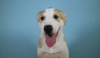 Presentan en Argentina a Anthony, el primer perro clonado de Latinoamérica