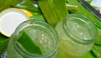Cómo preparar gel de sábila casero y cuáles son sus aplicaciones