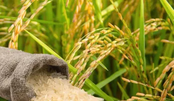 Parcelero alerta que producir arroz en RD cuesta siete pesos más por libra que en EE. UU.