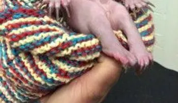 Si no has visto este bebe Wombats, tu día no está completo
