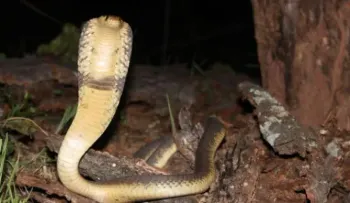 Una serpiente muerde un turista en los genitales y el hombre estuvo agonizando tres horas. Su pene y escroto "estaban hinchados..." 
