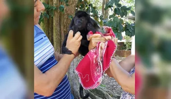 Monos mueren de sed y hambre por sequía en Costa Rica