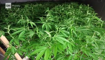 California quiere ser un santuario para la marihuana