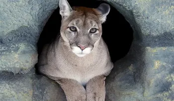 Oficial: El puma del este de Norteamérica ya no existe