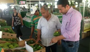 Prohibición exportación de aguacates afecta 70% de economía de Cambita