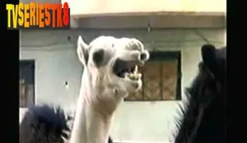 Conozca el caso de estos animales que se comportan como humanos 