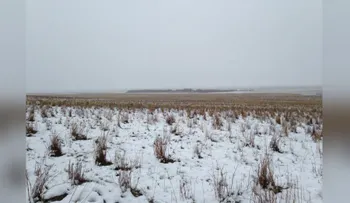 En esta foto hay más de 500 ovejas, ¿las puedes ver?
