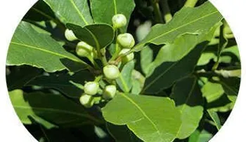 Hojas de laurel tienen poderes mágicos: Puede tomarlo hervido en infusión o té; sirven para la piel y el pelo