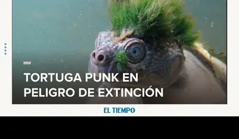 La tortuga que respira por los genitales