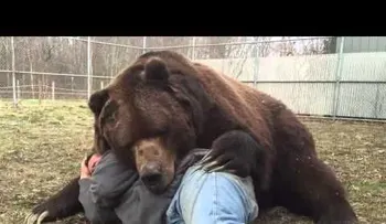 No apto para cardiacos: se acuesta con un oso de unos 700 kilogramos y le pasa esto