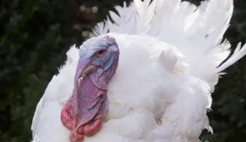 EEUU: Investiga brote de salmonella en el pavo