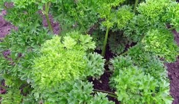 Cilantro: Una súper hierba para desintoxicarse