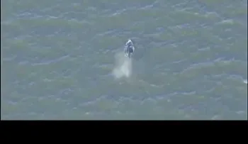Ballenas nadando en el Río Hudson de NY