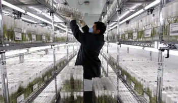 Científicos peruanos investigan para cultivar papas en Marte