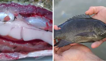 La tilapia puede conducir a muchos problemas de salud
