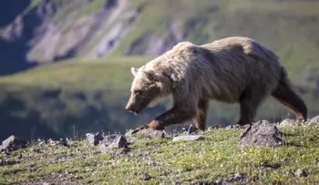 Un oso pardo ataca a excursionistas en un bosque de Alaska; una mujer está herida