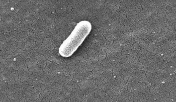 Descubren una bacteria en nuestro intestino que  puede producir electricidad