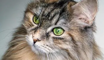 Quitar nudos en gatos de pelo largo
