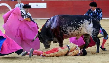 ¡Tamaña estupidez!? Españoles matarán a toda la familia del toro que mató al torero el pasado sábado