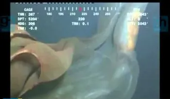 Una extraña criatura grabada en el mar, en el Reino Unido  (VIDEO)