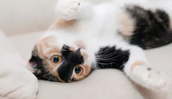 Científicos dicen que los gatos en la casa matan a muchos animales 