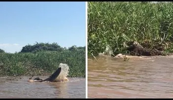 Caimán vs. Jaguar en una pelea mortal