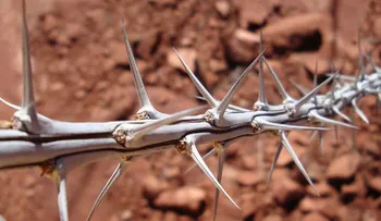 Así crecen en un invernadero las primeras plantas lunares y marcianas