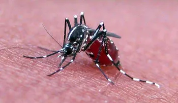 Venezuela tiene 57 casos del virus de chikungunya