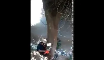 Un hombre intenta derribar un árbol con una motosierra y mira cómo termina...